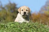 LABRADOR 297